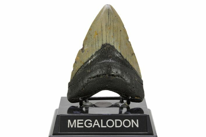 Fossil Megalodon Tooth - North Carolina #378016